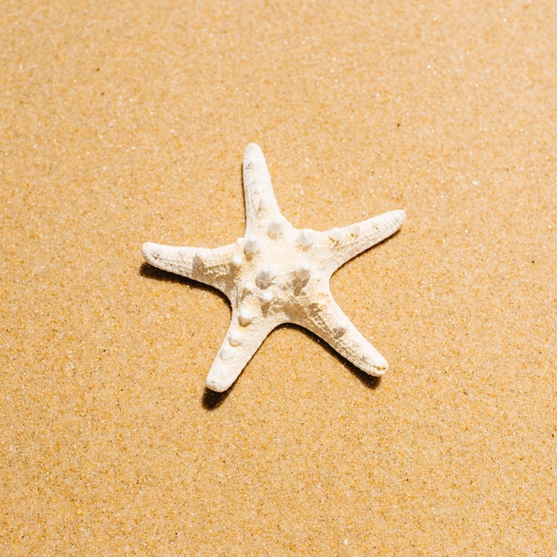 Fondo de playa con estrella de mar de cerca