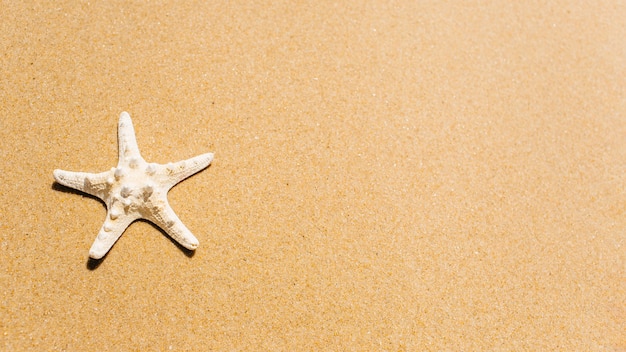 Fondo de playa con estrella de mar y copyspace a la derecha