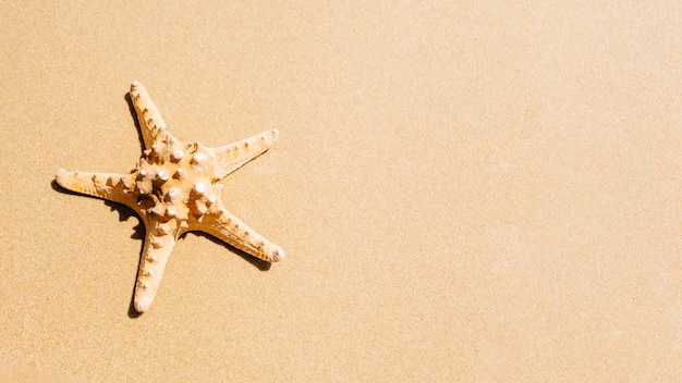 Fondo de playa con estrella de mar y copyspace