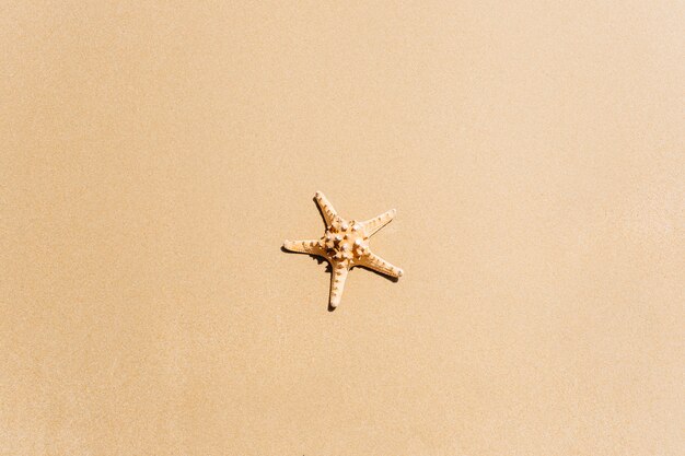 Fondo de playa con estrella de mar