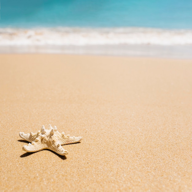 Fondo de playa con estrella de mar