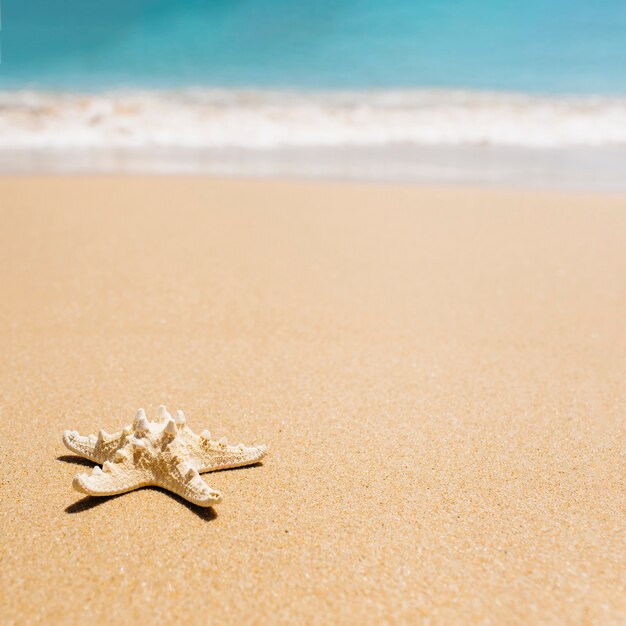 Fondo de playa con estrella de mar