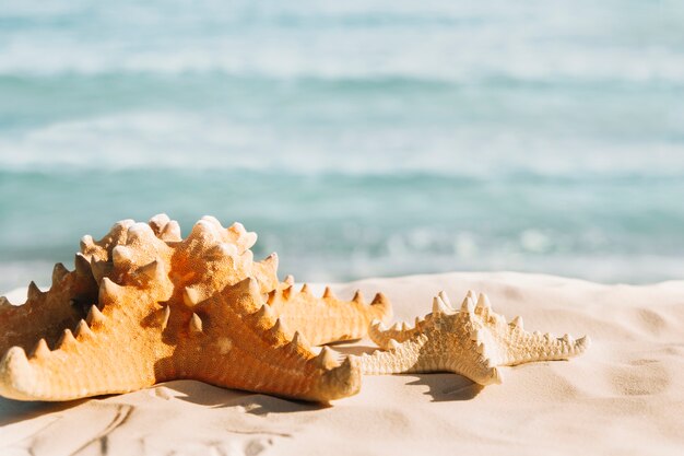 Fondo de playa con estrella de mar