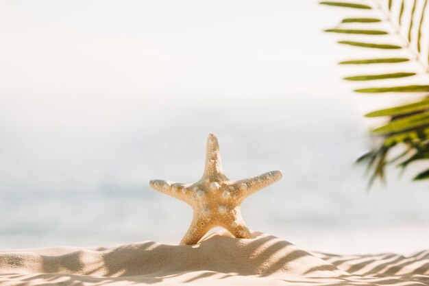 Fondo de playa con estrella de mar