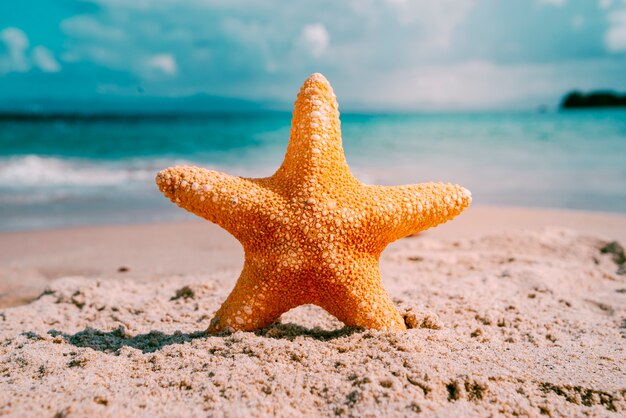 Fondo de playa con estrella de mar.