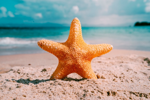 Fondo de playa con estrella de mar.