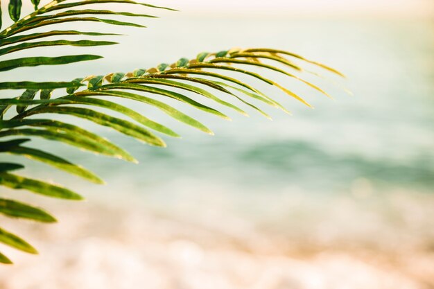 Fondo de playa con hoja de palmera