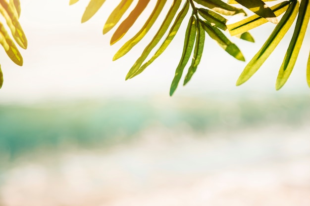 Fondo de playa con hoja de palmera