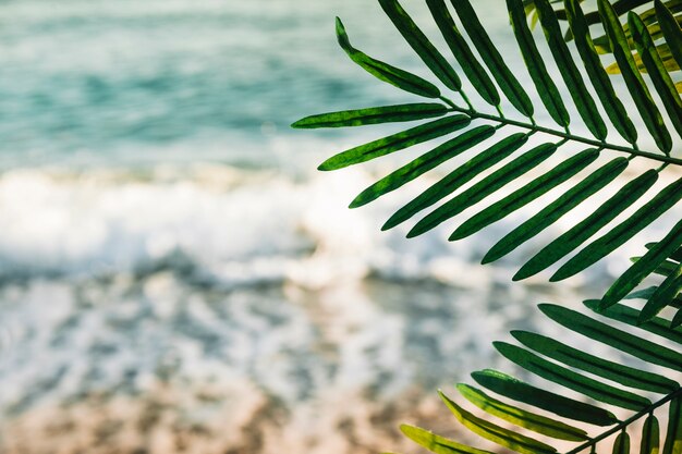 Fondo de playa con hoja de palmera