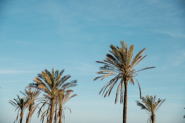 Fondo de playa y verano con palmeras