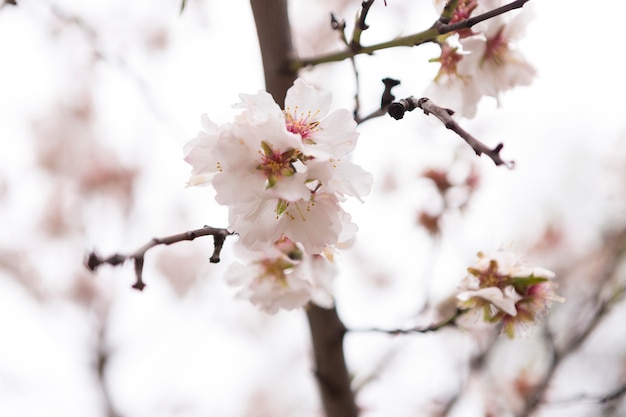 Foto gratuita fondo de primavera con flores del almendro fantásticas