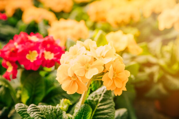 Fondo de primavera con flores amarillas en la luz del sol