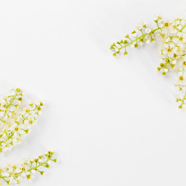 Fondo de primavera con flores silvestres en las esquinas