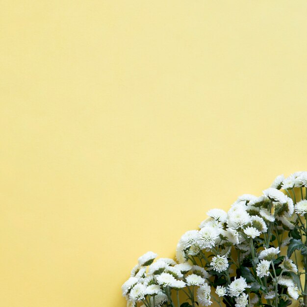 Fondo de primavera con flores silvestres