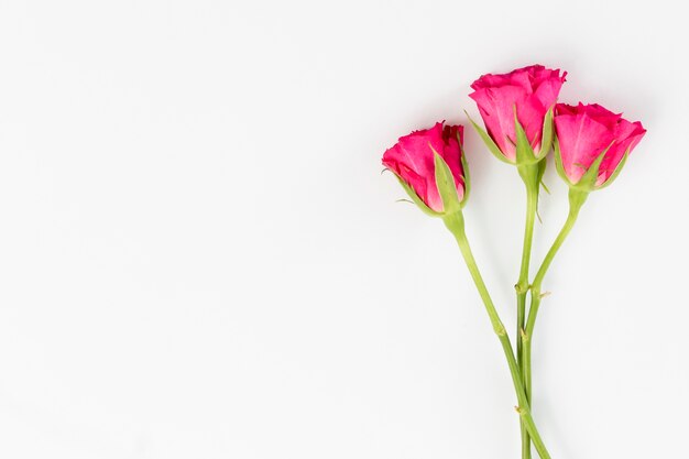 Fondo de primavera con rosas