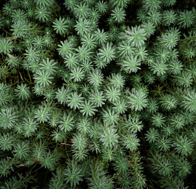 Fondo de ramas de árboles de pino