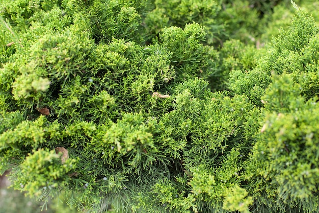 Fondo de ramas de plantas coníferas de cerca