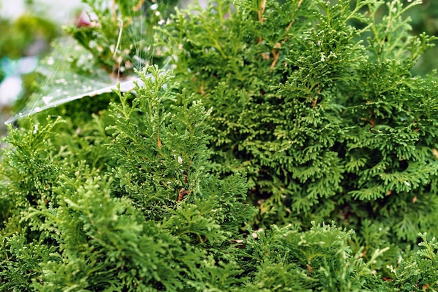 Fondo de ramas de plantas coníferas de cerca