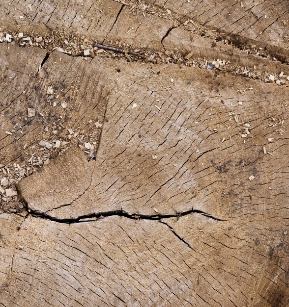 Fondo de registro de árbol de madera de primer plano