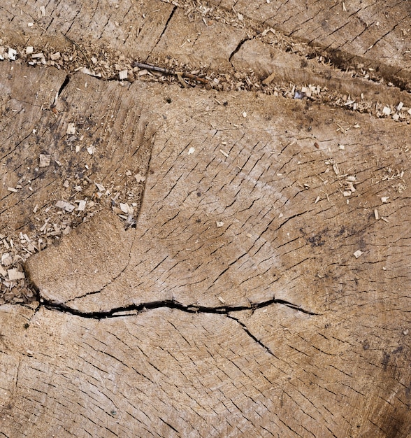 Fondo de registro de árbol de madera de primer plano