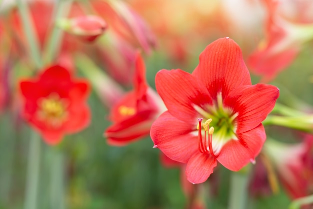 Fondo rojo de la flor.