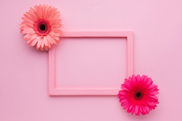 Fondo rosa femenino con margaritas gerberas