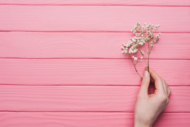 Fondo rosa de madera con mano sujetando una ramita