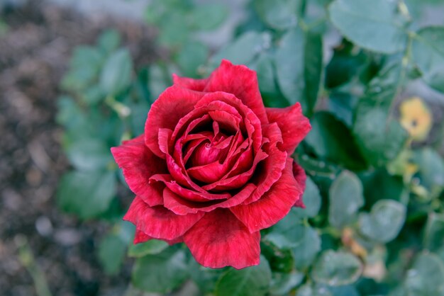 Un fondo de rosa roja