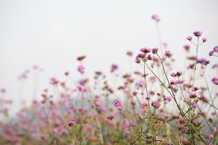 Foto gratuito fondo rosado hermoso de la flor.