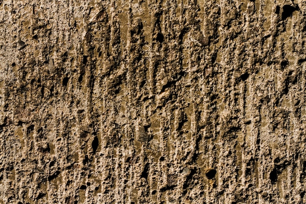 Fondo de textura de árbol de madera con espacio de copia