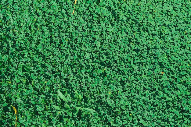 Fondo de textura de hierba verde césped de patio trasero verde para fondo Textura de hierba imagen de escritorio de césped verde o textura de césped de parque