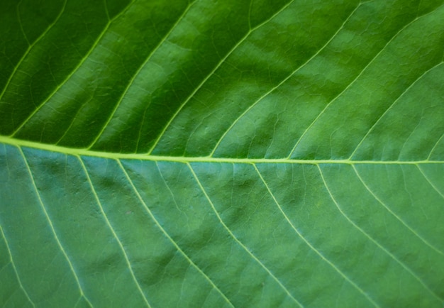 Fondo de textura de hoja verde