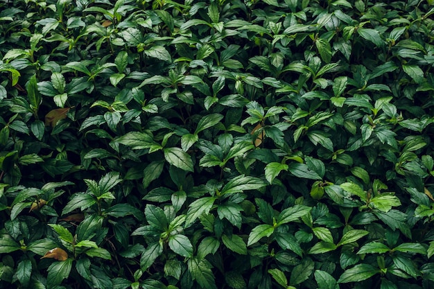 Fondo de textura de hoja verde