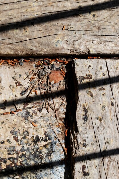 Fondo de textura de madera de cerca