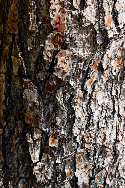 Fondo de textura de madera de cerca