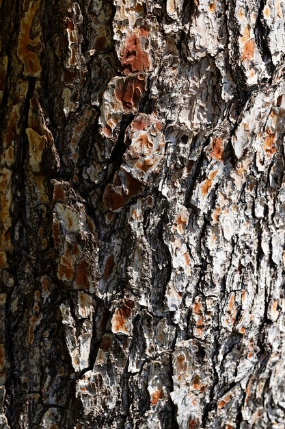 Fondo de textura de madera de cerca