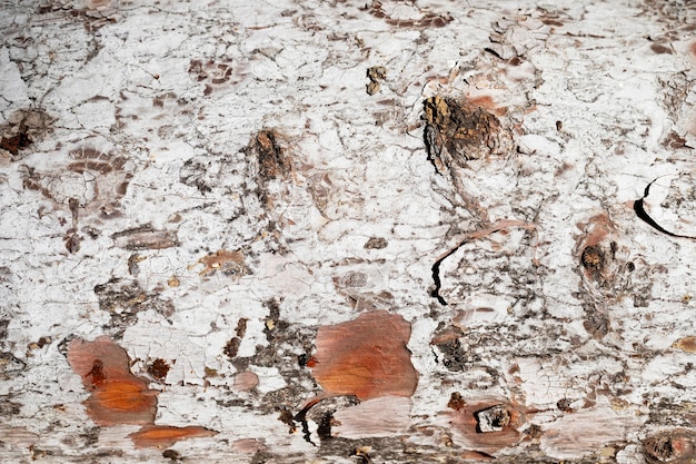 Foto gratuita fondo de textura de madera de cerca