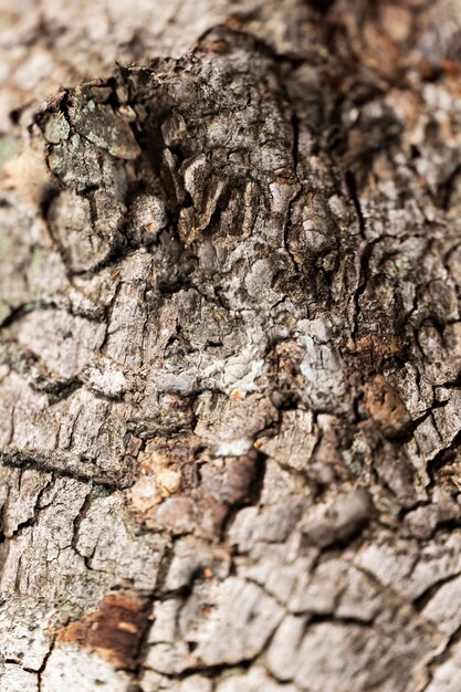 Fondo de textura de madera de cerca