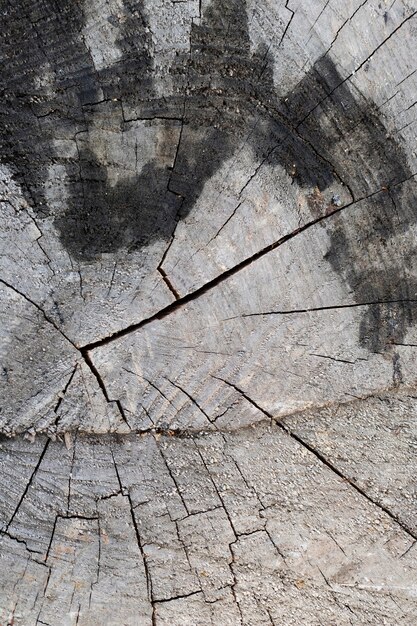 Fondo de textura de madera de cerca