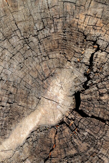 Fondo de textura de madera de cerca