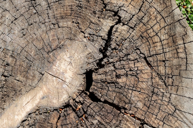 Fondo de textura de madera de cerca