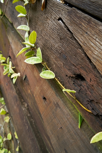 Fondo de la textura de madera Detalle de la planta