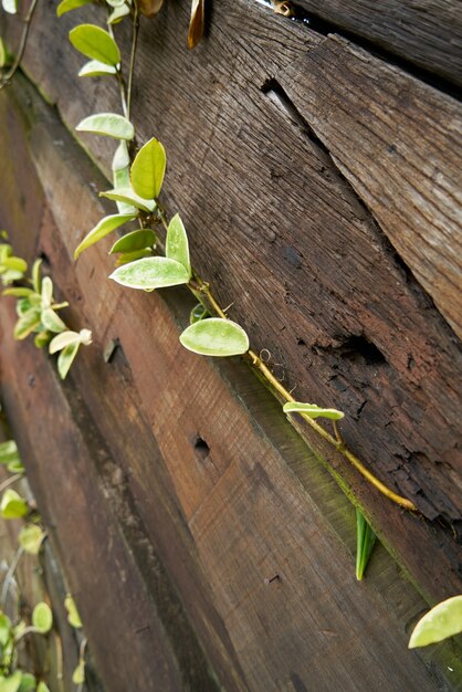 Fondo de la textura de madera Detalle de la planta