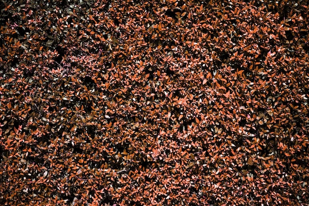 Fondo de textura de naturaleza roja