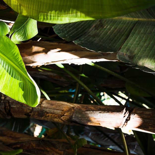 Foto gratuita fondo de textura de naturaleza