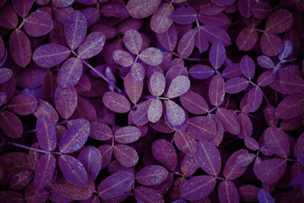 Fondo de textura de planta de hoja púrpura