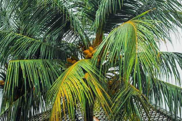 fondo tropical, palmeras contra el cielo