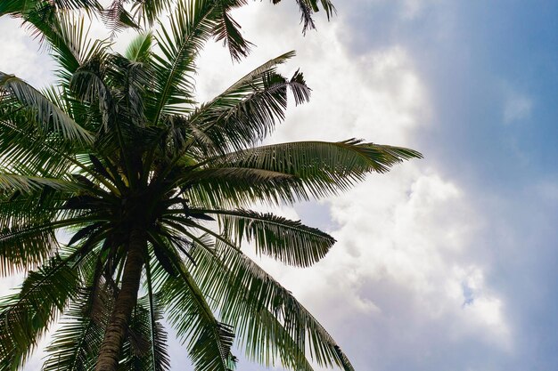 fondo tropical, palmeras contra el cielo