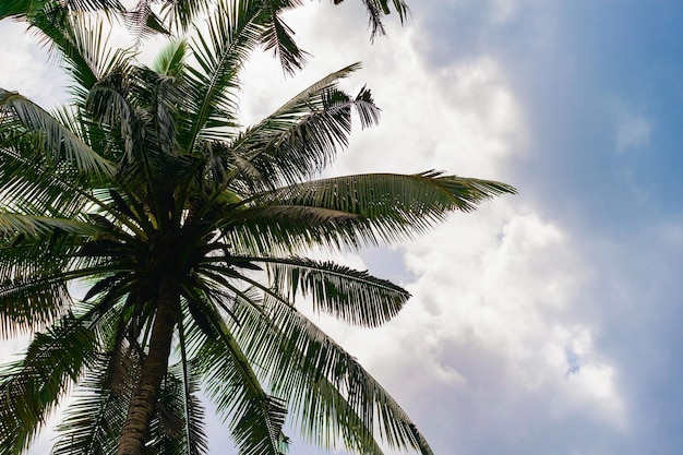 fondo tropical, palmeras contra el cielo