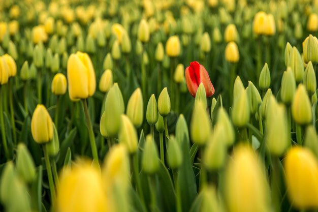 Fondo de tulipán rojo en un campo de tulipanes amarillos